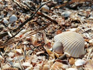 seashells on the beach