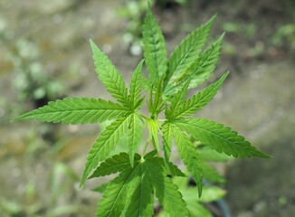 Marijuana plant with early white Flowers, cannabis leaves, 