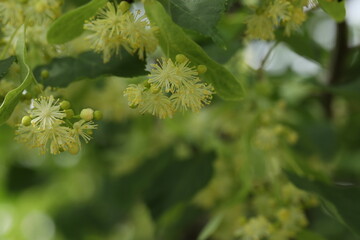 abstract background with beautiful linden tree blossom and copy space