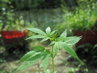 Marijuana plant with early white Flowers, cannabis leaves, 