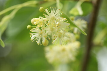 linden blossom