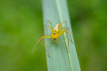 Oxyopes salticus (Striped lynx spider) perched on the grass, this beautiful spider is easy to find on grass and leaves, belonging to the Oxyopidae family.Macro Green Nature concept.