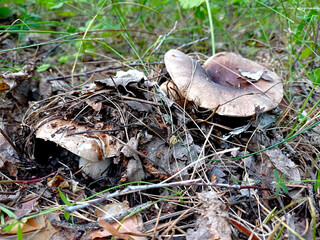 Beautiful closeup of forest mushrooms. Gathering mushrooms. Mushrooms photo, forest photo, forest background