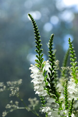 White Physostegia flower bouquet in rays of the sun wallpaper. Floral background