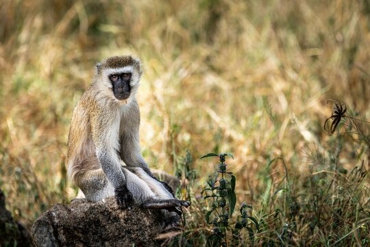 Macaco verde sentado a pousar para a fotografia. Parque de merendas no parque nacional de Tarangire (Tanzania). Safaris fotográficos.