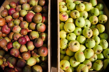 It is autumn and the harvest of coloured apples is delivered in wooden boxes