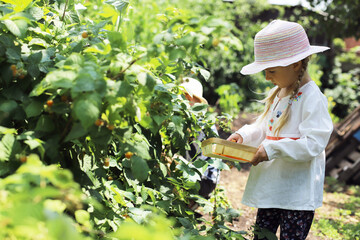 A little girl in the garden collects yellow and red raspberries