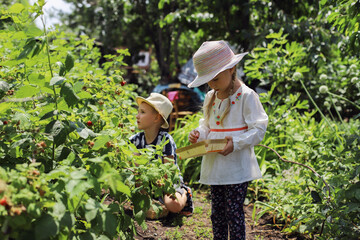 A little girl in the garden collects yellow and red raspberries
