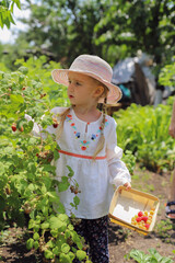 A little girl in the garden collects yellow and red raspberries