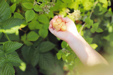 Yellow raspberry in the child's hand