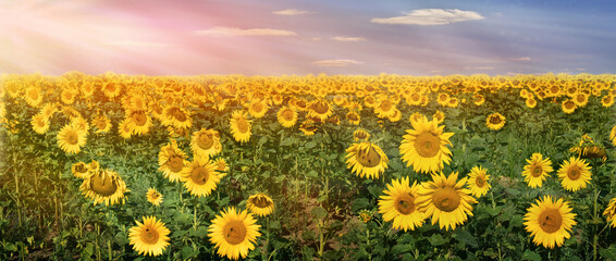 sunflowers vintage panorama flowers sunset mood sun