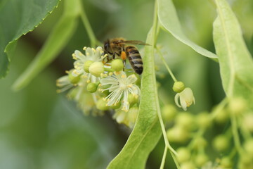 small beautiful bee on the linden tree blossom in the garden