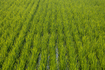 green paddy rice field