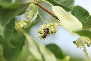 bee on a flower