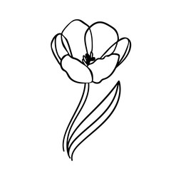 A hand-drawn open tulip flower outline