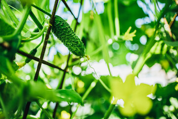 Cucumber. Young plant cucumbers on a branch in a greenhouse with yellow flowers.