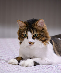 the lazy but very cute cat of the house grows up lying down every day