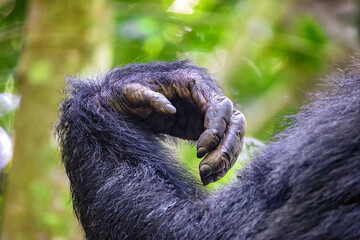 Obraz premium Arm and hand detail of an adult common chimpanzee, pan troglodytes, in Kibale Forest, Uganda A protected area where the endangered chimps are part of a conservation programme