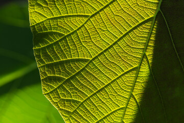 Green teak (Tectona grandis) green leaves.