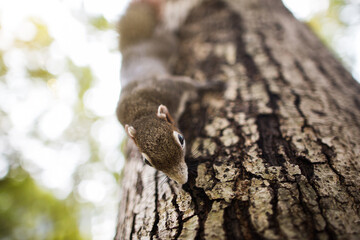 Beautiful variable squirrel finding some food while climbing on a tree in a forest