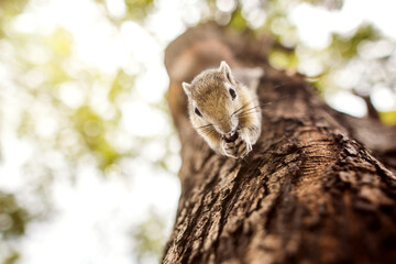 Beautiful variable squirrel finding some food while climbing on a tree in a forest