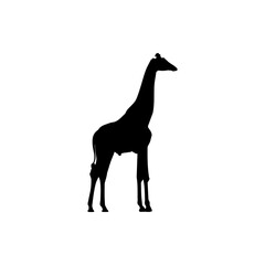 Giraffe Silhouette Vector For The Best Giraffe Icon Logo Illustration