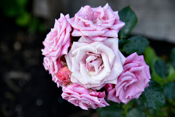 Orange tea rose flower close-up in the garden.