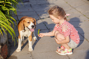little white girl is playing with a beagle dog. photo shoot in summer on the street