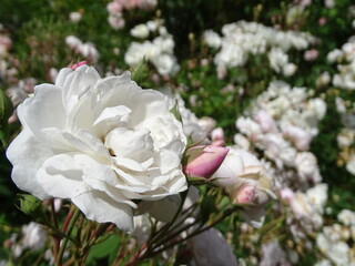 Roses blanches