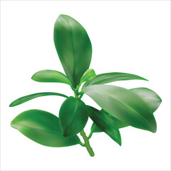 green leaf plant isolated on white background