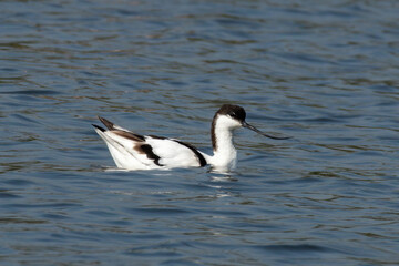 A pied avocet (Recurvirostra avosetta) seen in the wetlands near Airoli in New Bombay in Maharashtra, India