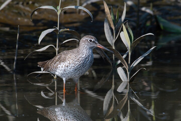 A common redshank  (Tringa totanus) seen in the wetlands near Airoli in New Bombay in Maharashtra, India