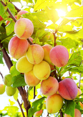 Ripe pink apricot on a tree. Ripe pink-sided apricots hang on a branch of a green tree in the rays of the sun. Delicious and healthy vitamin food