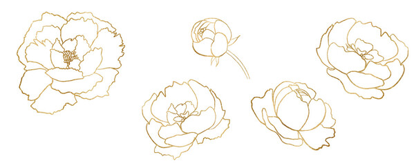 Watercolor golden and white outline peony flowers illustration element - obrazy, fototapety, plakaty