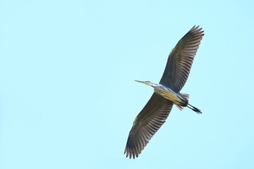 Bird in flight, grey heron (Ardea cinerea)