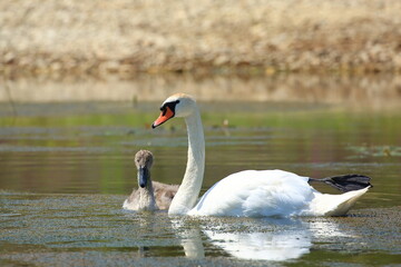 Swans, adult and juvenile, feeding in the lake