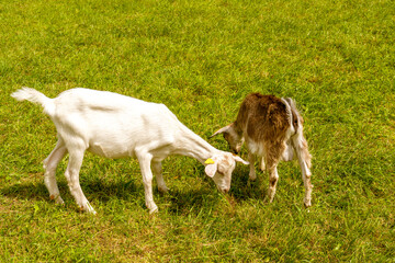 Obraz na płótnie Canvas Couple of goats grazing in the field