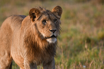 Lion in the Grasses of the African Savanna