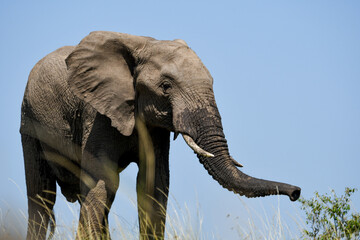 Low Angle Photo of Elephant