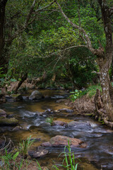 Beautiful brook from waterfalls clear and fresh water is falling down with rock and small green trees in the natural at Doi Inthanon Mountain at  Chiang Mai, Thailand.