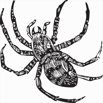Vector, Image of spider, black and white color, transparent background

