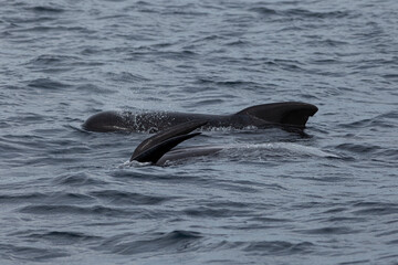 Fototapeta premium Two long finned pilot whales next to each other in the water. One is belly up and relaxing.