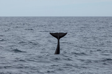 Fototapeta premium Long finned pilot whale tail out of water.