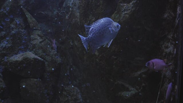 Scatophagus Argus, Spotted Scat Fish Swimming Under The Gdynia Aquarium In Gdynia, Poland. - closeup