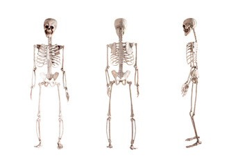 Human skeleton model isolated on white background. Front, back, side views. Anatomy or Halloween...