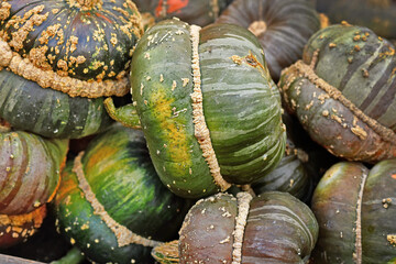 Green colored Turban squash with warts on skin on pile