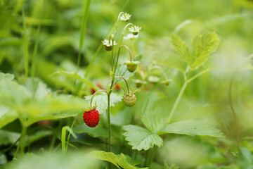 Red strawberries on a bush with leaves.