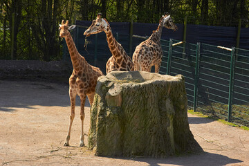 Giraffes eating out of high rock shaped bowl at Blackpool Zoo on a sunny day