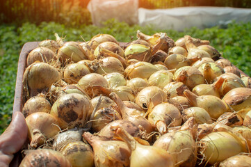 Golden bulbs, they dry outdoors in the garden of a farmhouse. Selective focus.