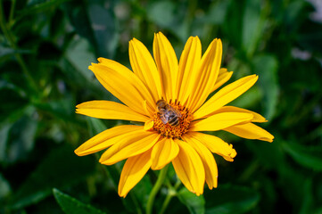 A bee collects nectar from a chamomile flower. front view. Selective gocus
